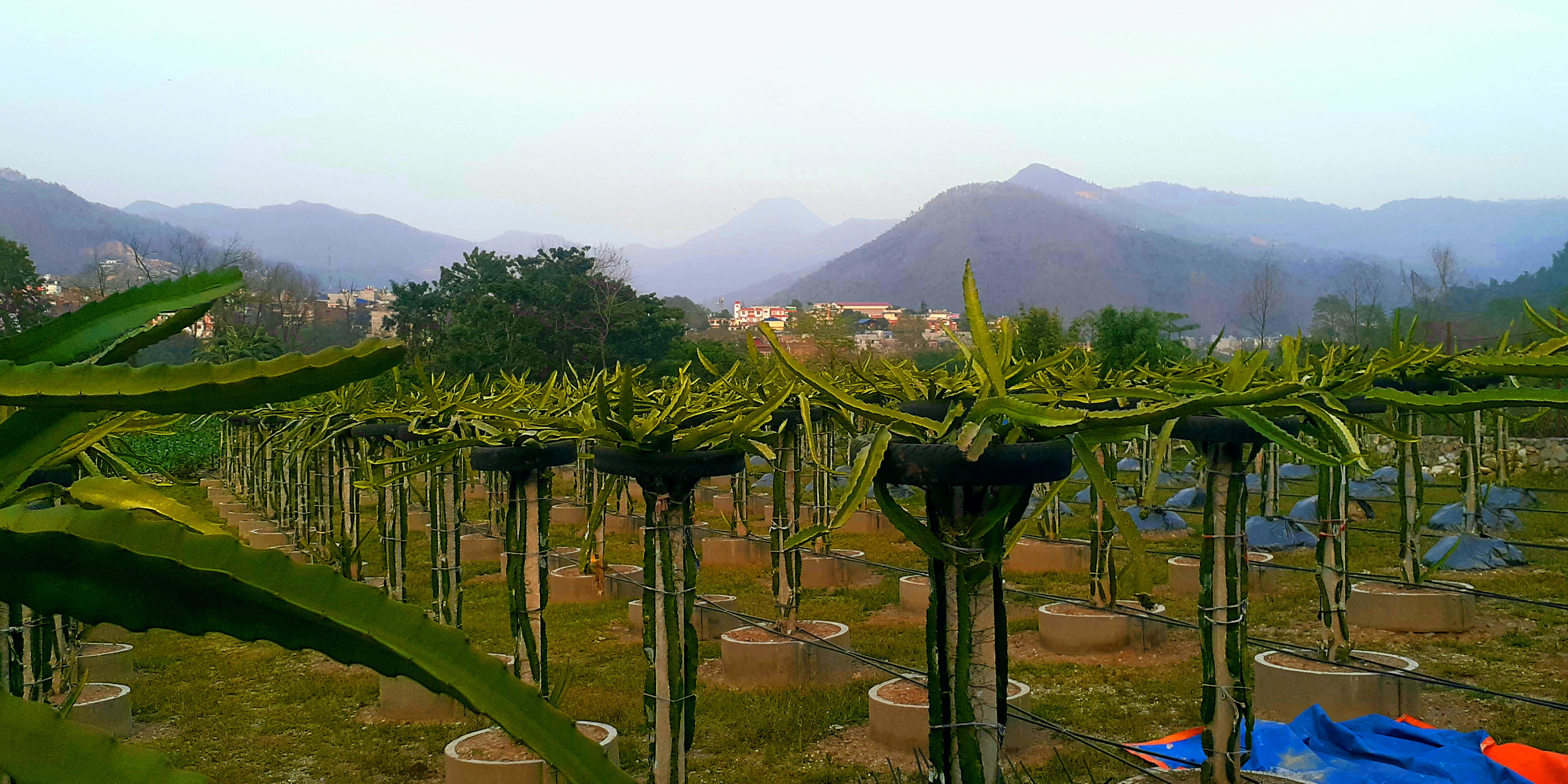 तनहुँमा पूर्वशिक्षकको लोभलाग्दो ड्रागन फ्रुट खेती